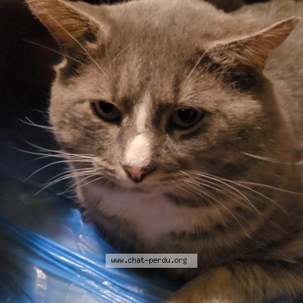 Foto 1/1 Box Chat perdido en Laval