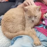 Foto del gato perdido en Amfreville