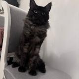 Foto del gato perdido en Vandoeuvre Les Nancy