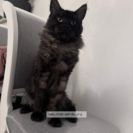 Foto 1/1 Balthazar Chat perdido en Vandoeuvre les nancy