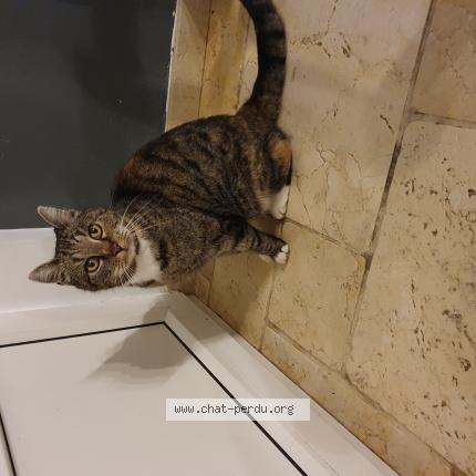 Foto 1/1 Gato encontrado Encontrado en Grune