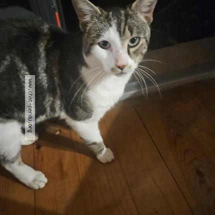 Foto 1/1 Gato encontrado Encontrado en Odos