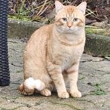 Foto de gato encontrado en Villeparisis