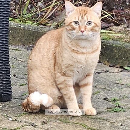 Foto 1/1 Gato encontrado Encontrado en Villeparisis