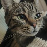 Foto del gato perdido en Tallende