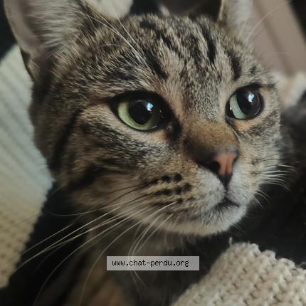 Foto 1/1 Yasko Chat perdido en Tallende