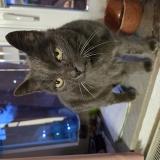 Foto de gato encontrado en Joncret