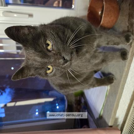 Foto 1/1 Gato encontrado Encontrado en Joncret