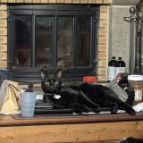 Foto del gato perdido en La Coulonche