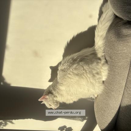 Foto 1/1 Lucie Chat perdido en Grenoble
