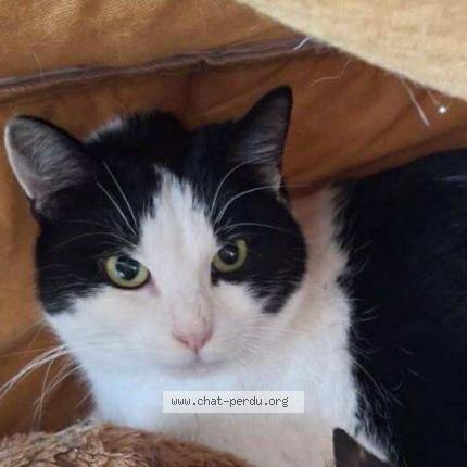 Foto 1/1 Aristide Chat perdido en Lys lez lannoy