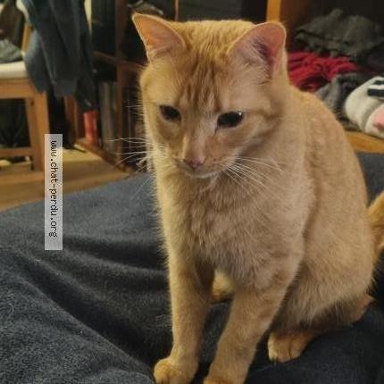 Foto 1/1 Charlie Chat perdido en Franclens