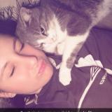 Foto del gato perdido en Montceau Les Mines