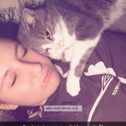 Foto 1/1 Oslo Chat perdido en Montceau les mines