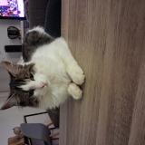 Foto del gato perdido en Servian