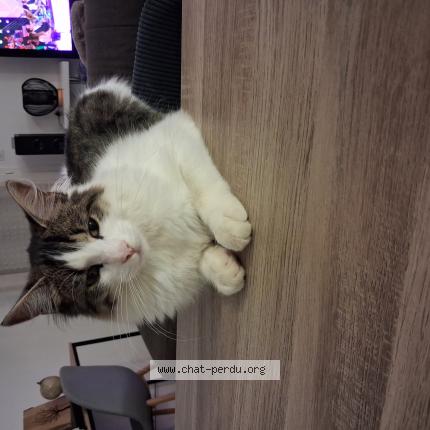 Foto 1/1 Arry Chat perdido en Servian