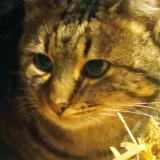 Foto de gato encontrado en Ploeuc L Hermitage