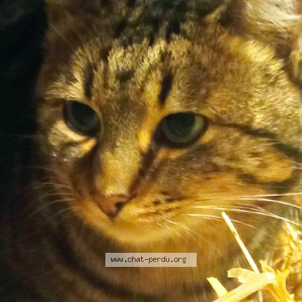 Foto 1/2 Gato encontrado Encontrado en Ploeuc l hermitage