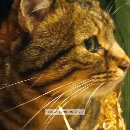 Foto 2/2 Gato encontrado Encontrado en Ploeuc l hermitage