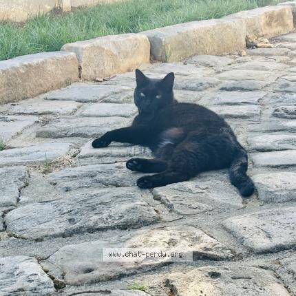 Foto 1/1 Polly Chat perdido en Amblainville