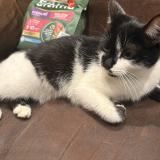 Foto de gato encontrado en Coulommiers La Tour