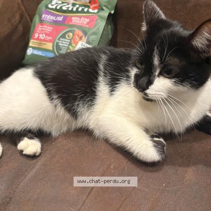 Foto 1/1 Gato encontrado Encontrado en Coulommiers la tour