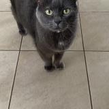 Foto del gato perdido en Lambersart