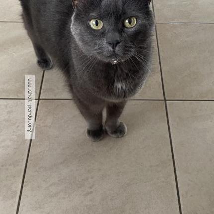 Foto 1/1 Galipette Chat perdido en Lambersart
