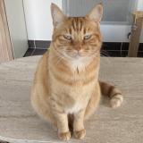 Foto del gato perdido en Montpellier