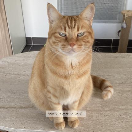 Foto 1/1 Tigrou Chat perdido en Montpellier