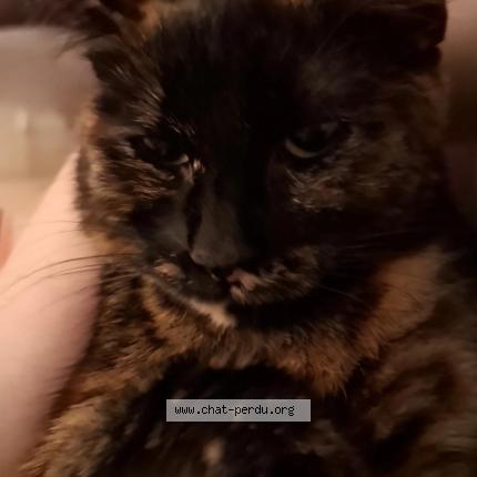 Foto 1/3 Tartin Chat perdido en Evreux