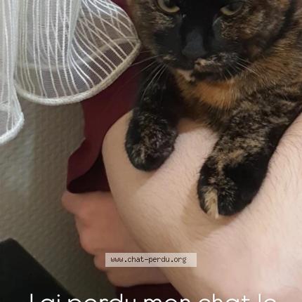 Foto 2/3 Tartin Chat perdido en Evreux