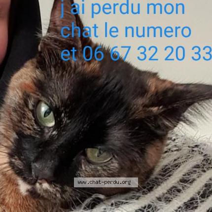 Foto 3/3 Tartin Chat perdido en Evreux