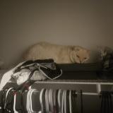 Foto del gato perdido en Montreal