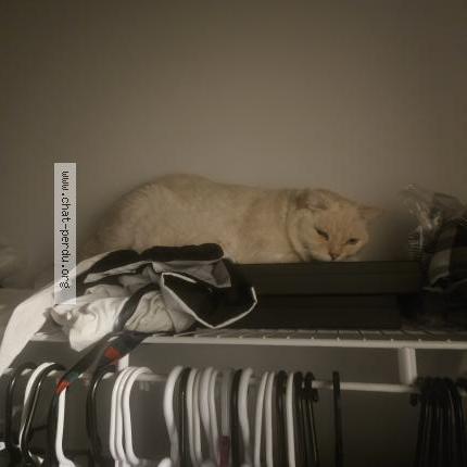 Foto 1/1 Ivori Chat perdido en Montreal