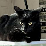 Foto del gato perdido en San Jacinto