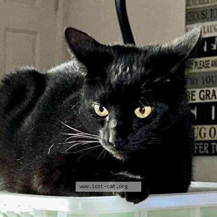 Foto 1/1 Loomis Chat perdido en San jacinto