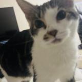 Foto del gato perdido en Laporte