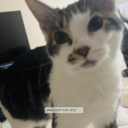 Foto 1/1 Stormy Chat perdido en Laporte