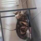 Foto del gato perdido en Marseille