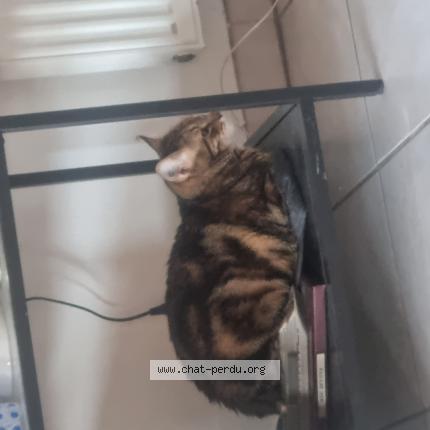 Foto 1/1 Rosie Chat perdido en Marseille