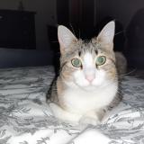 Foto del gato perdido en Four