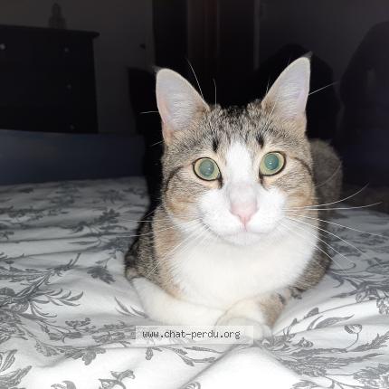 Foto 1/1 Romy Chat perdido en Four