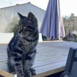 Foto del gato perdido en Saint Christophe Du Ligneron
