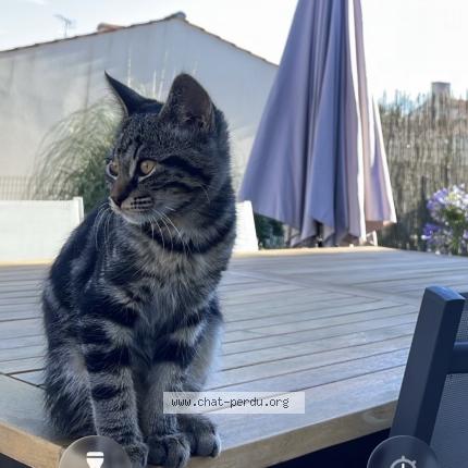 Foto 1/1 Oya Chat perdido en Saint christophe du ligneron