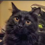 Foto del gato perdido en Tacoma