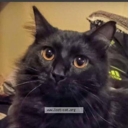 Foto 1/1 Kurama Chat perdido en Tacoma