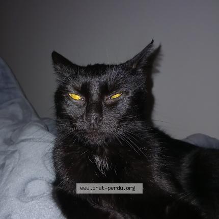 Foto 1/1 Gato encontrado Encontrado en Fontenay sous bois