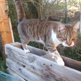 Foto del gato perdido en Castelmaurou