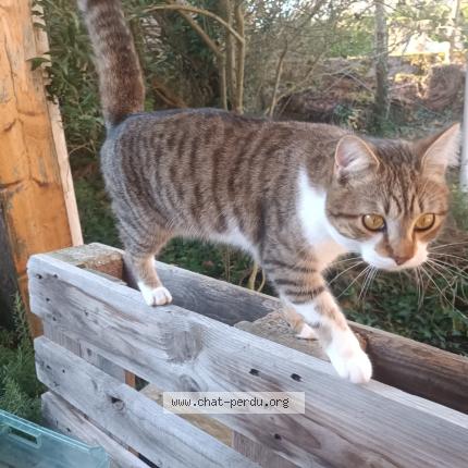 Foto 1/1 Gribouille Chat perdido en Castelmaurou